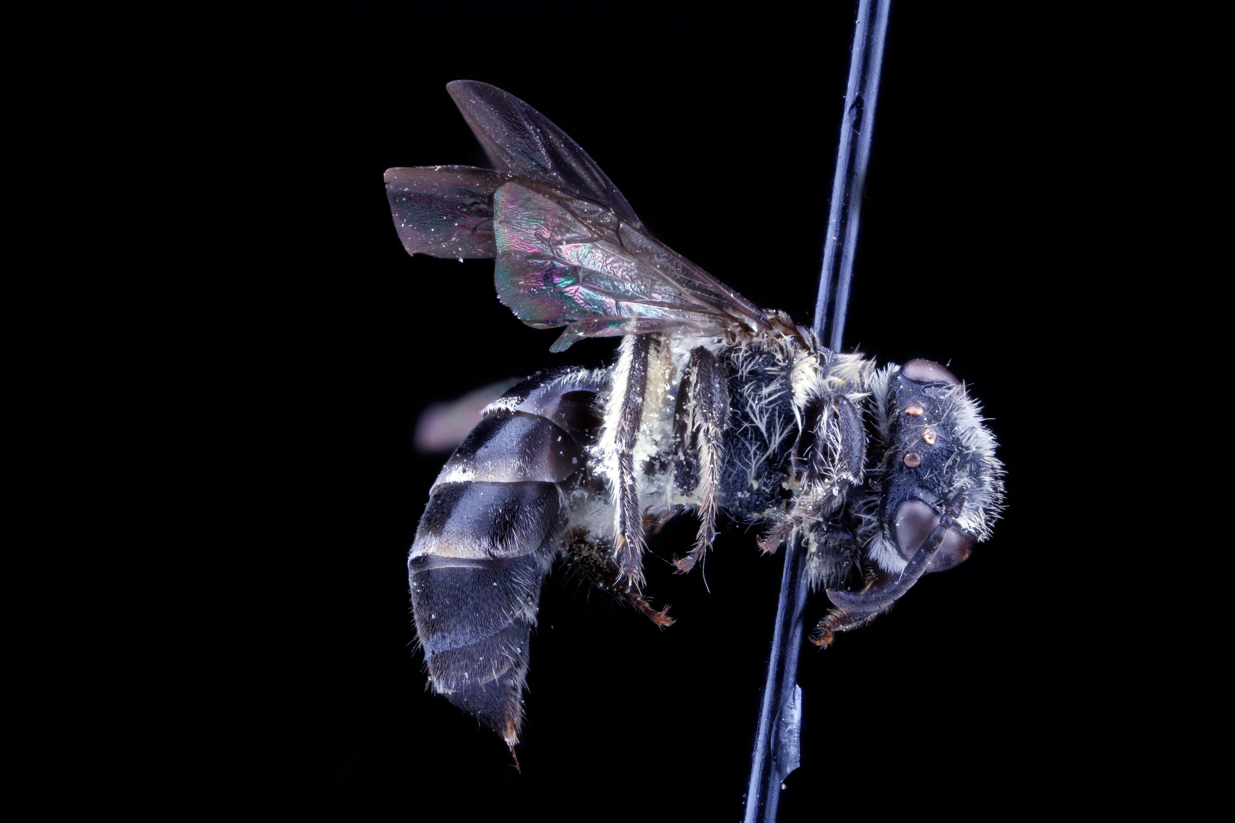 Colletes thysanellae Mitchell 1951 resmi