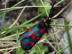 Image of Zygaena anthyllidis Boisduval 1828