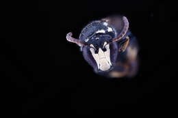 Imagem de Hylaeus leptocephalus (Morawitz 1870)