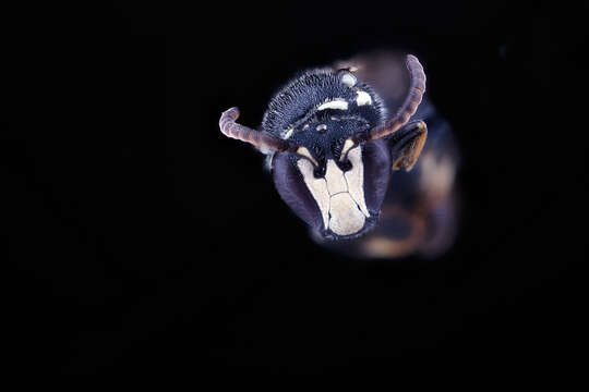 صورة Hylaeus leptocephalus (Morawitz 1870)