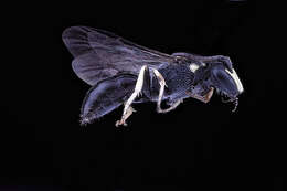 Image of Hylaeus ornatus Mitchell 1951