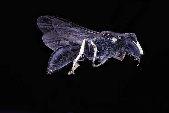 Image of Hylaeus ornatus Mitchell 1951