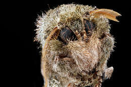 Image of Variegated Prominent, Unicorn Caterpillar Moth