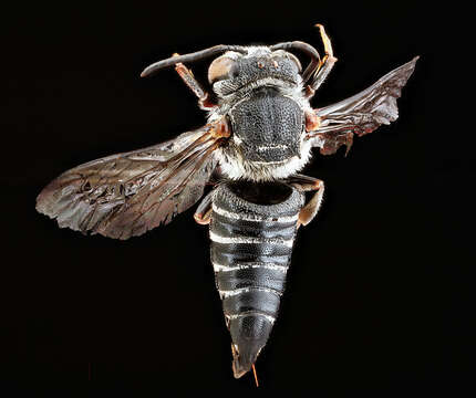 Image of Say's Cuckoo-leaf-cutter