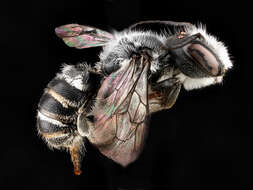 Image of Bellflower Resin Bee