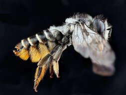 Image of Leafcutter bee