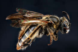 Image of Fragile Dogwood Andrena