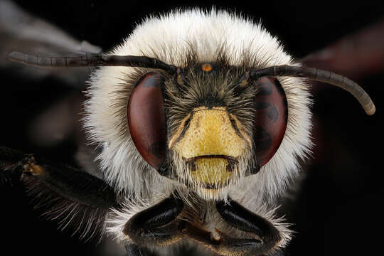 Plancia ëd Anthophora bomboides Kirby 1837