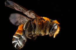 Image of Wooly Wall Bee