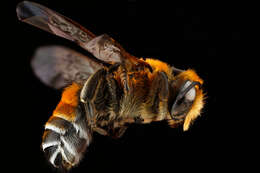 Megachile lanata (Fabricius 1775) resmi