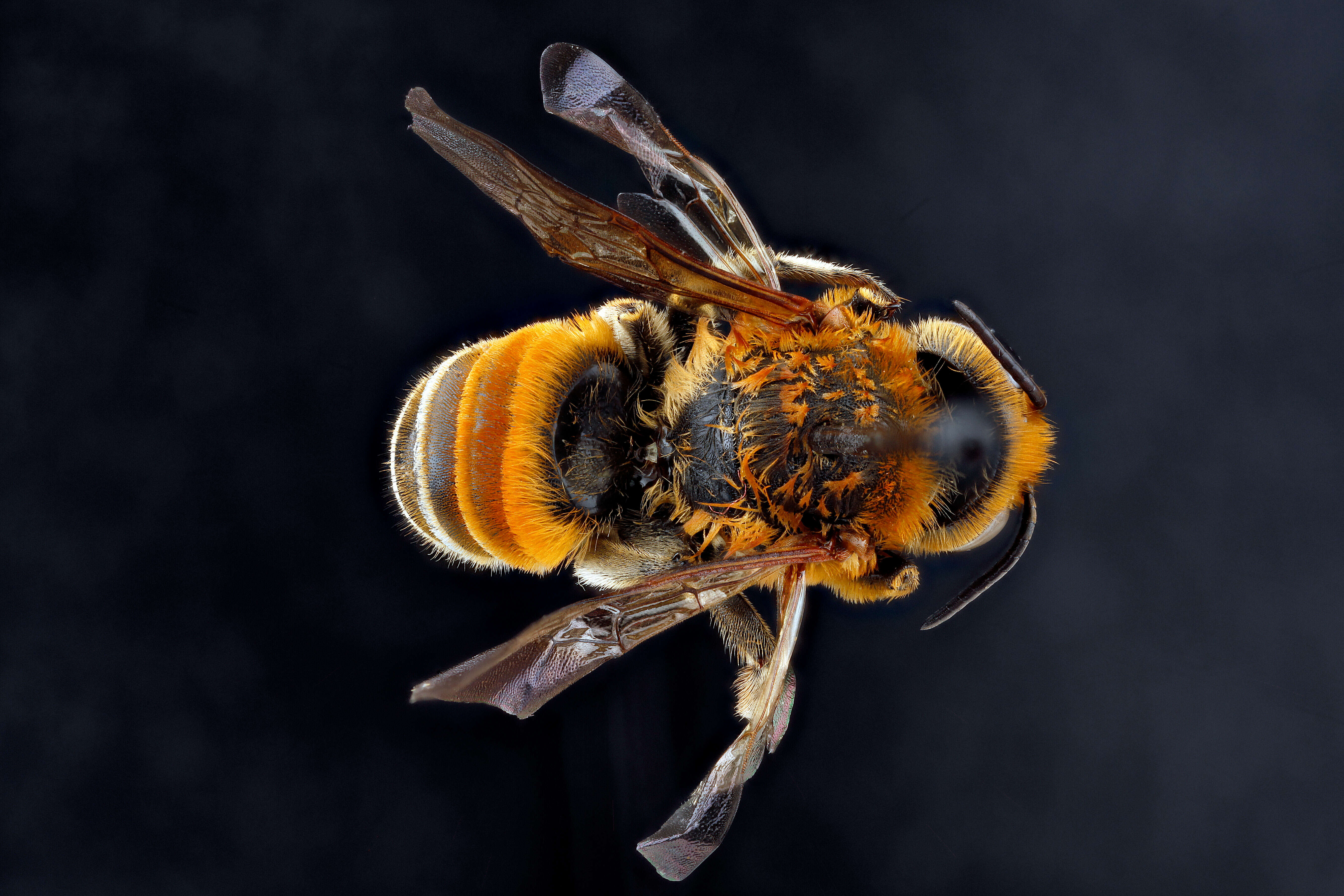 Image of Wooly Wall Bee