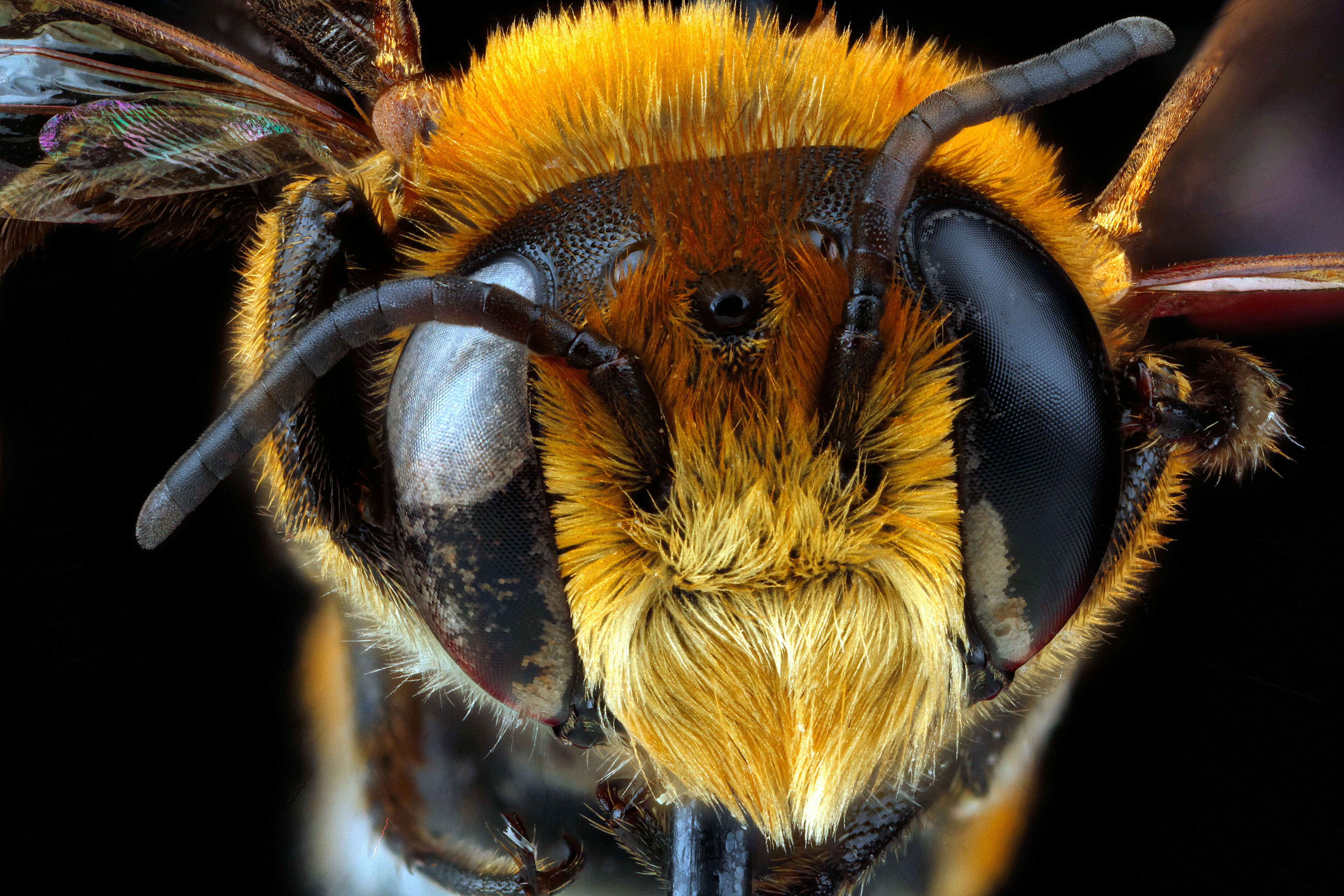 Image of Wooly Wall Bee