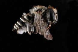 Megachile brevis Say 1837 resmi