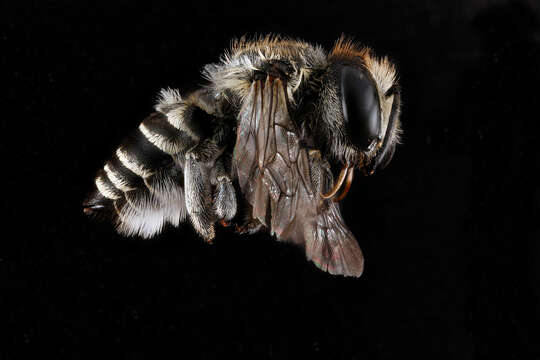 Megachile brevis Say 1837 resmi