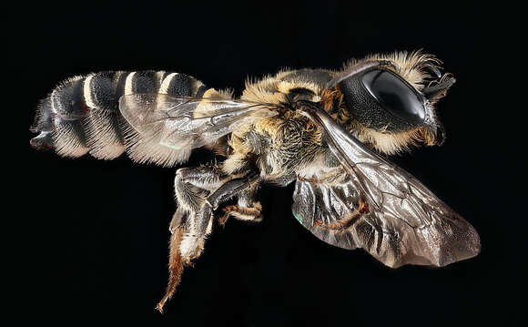 Imagem de Megachile armaticeps Cresson 1869