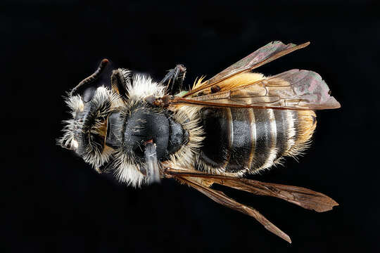 Image of Andrena gardineri Cockerell 1906