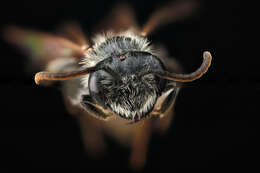 Image of Fragile Dogwood Andrena