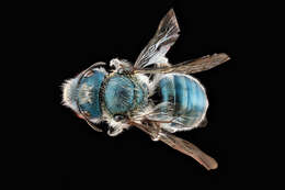 Image of Osmia distincta Cresson 1864