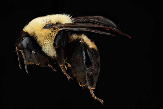 Image of Brown-belted Bumblebee