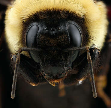 Image of Brown-belted Bumblebee