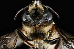 Image of Megachile armaticeps Cresson 1869