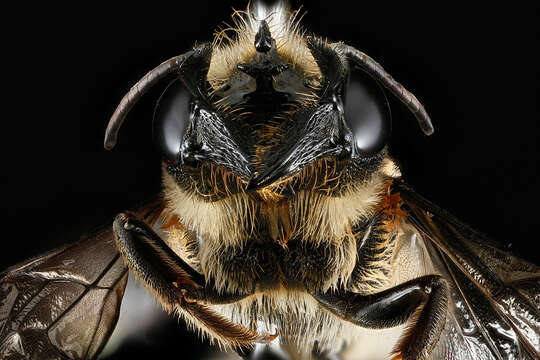 Megachile armaticeps Cresson 1869的圖片