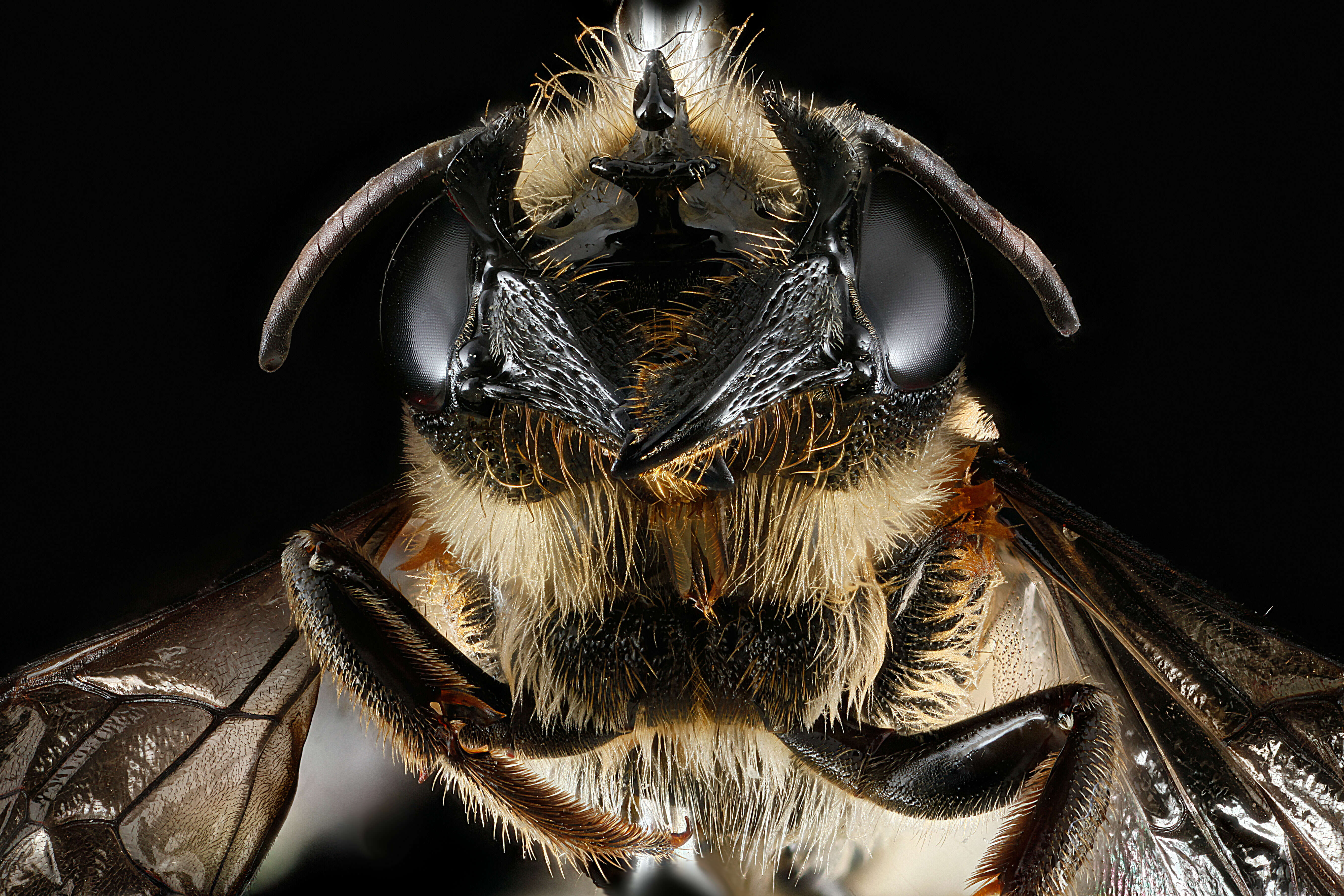 Imagem de Megachile armaticeps Cresson 1869