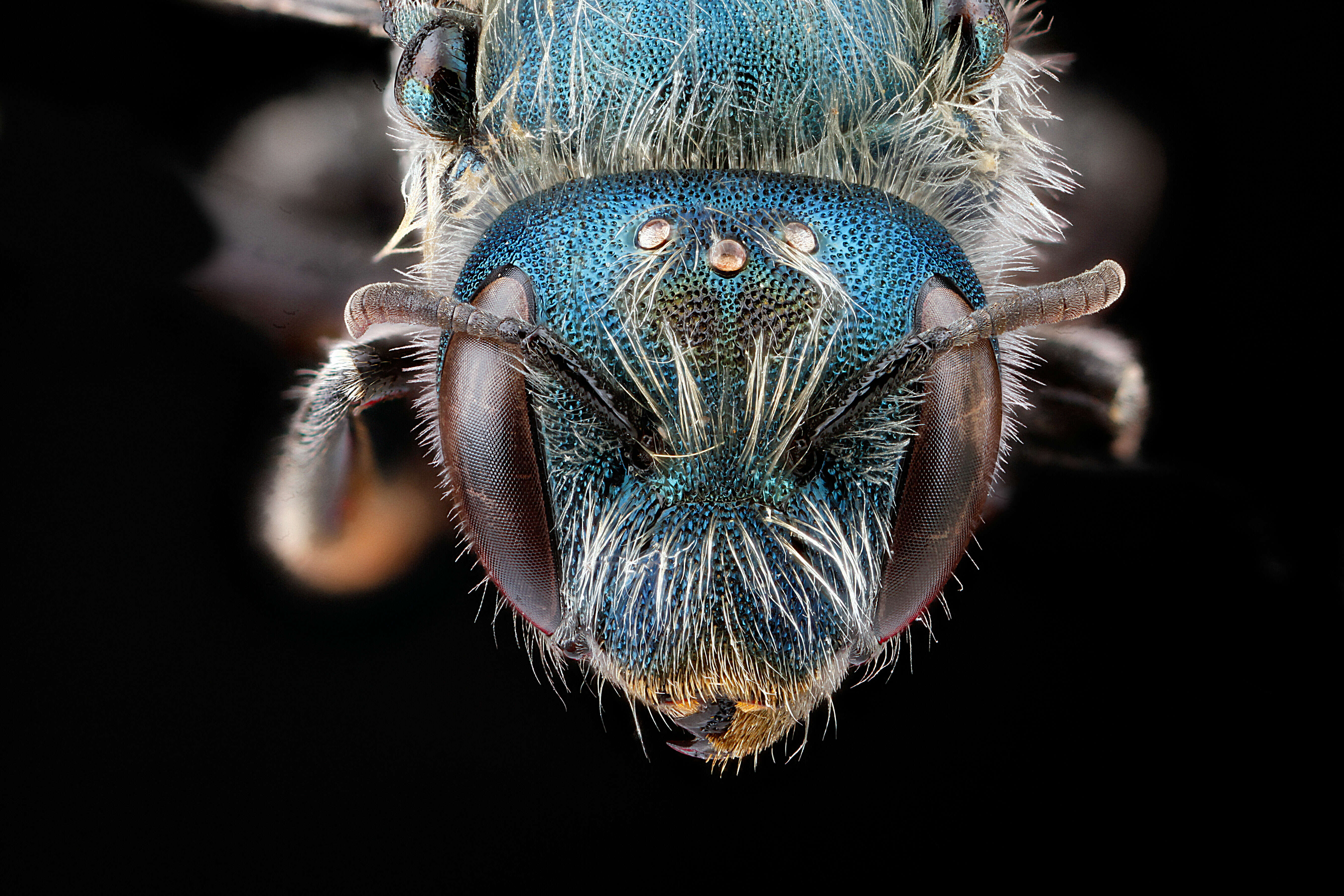 Image of Osmia distincta Cresson 1864