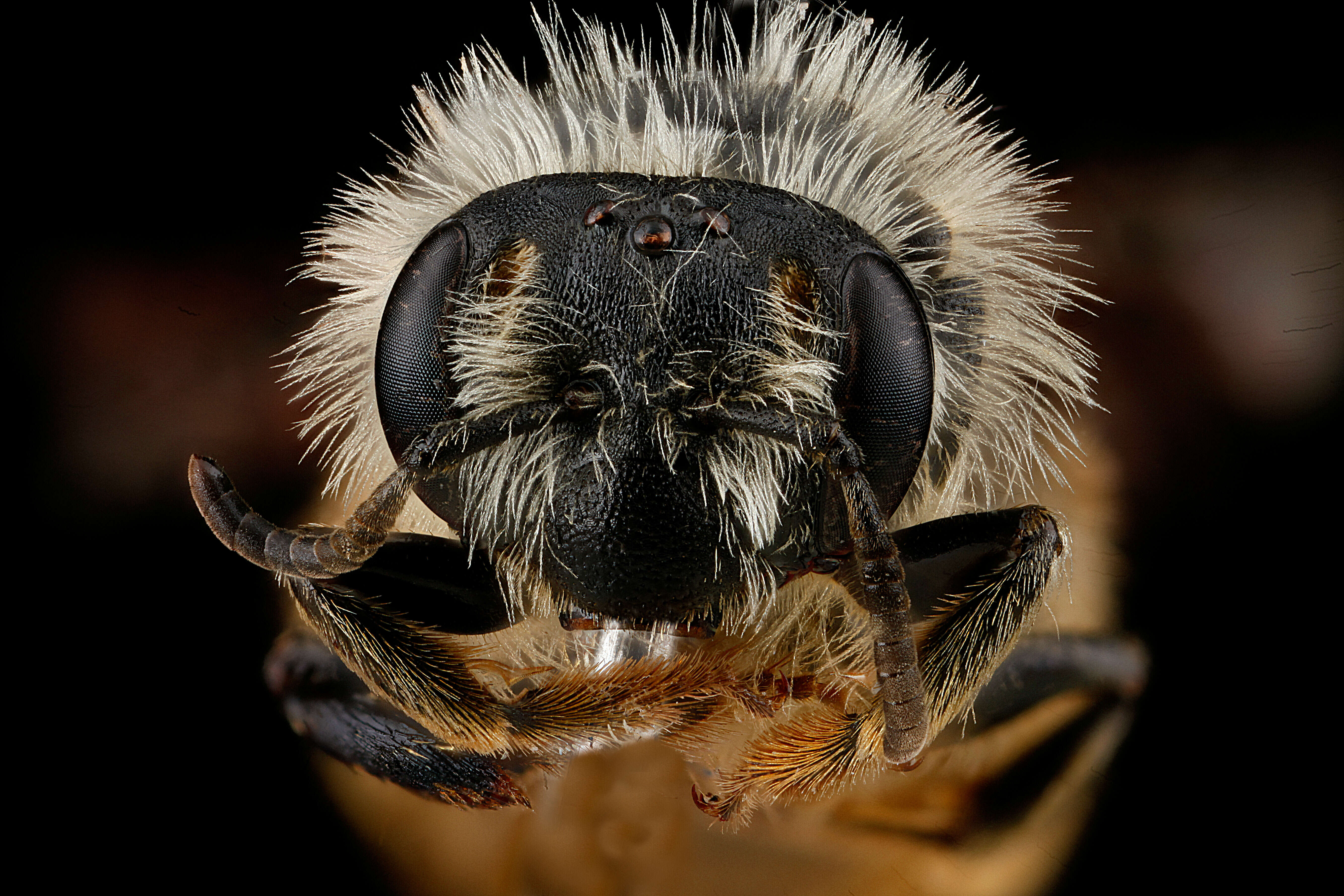 Image of Andrena gardineri Cockerell 1906