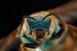 Image of Metallic Green Bees