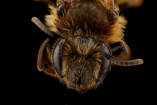 Image of Andrena nigrihirta (Ashmead 1890)