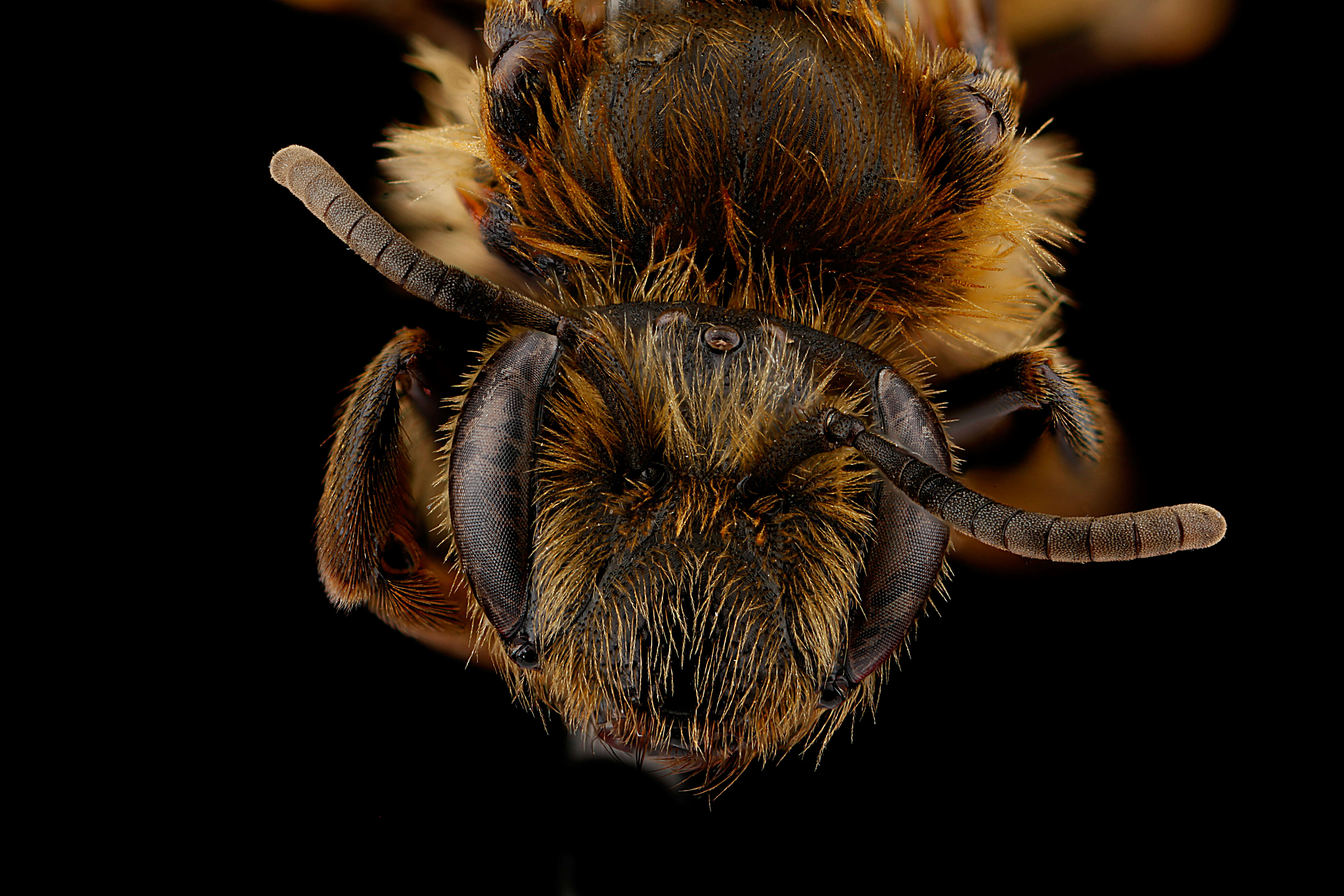 Image of Andrena nigrihirta (Ashmead 1890)