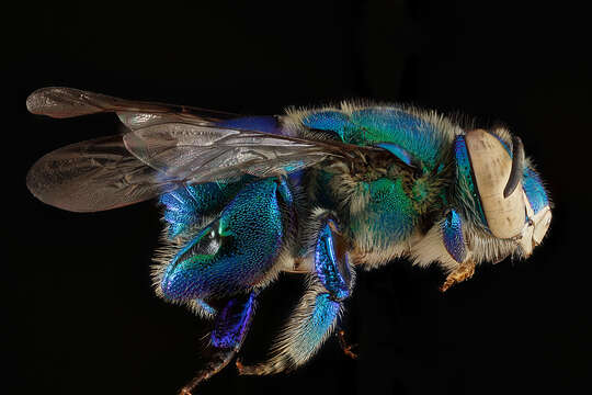 Image of Dilemma Orchid Bee