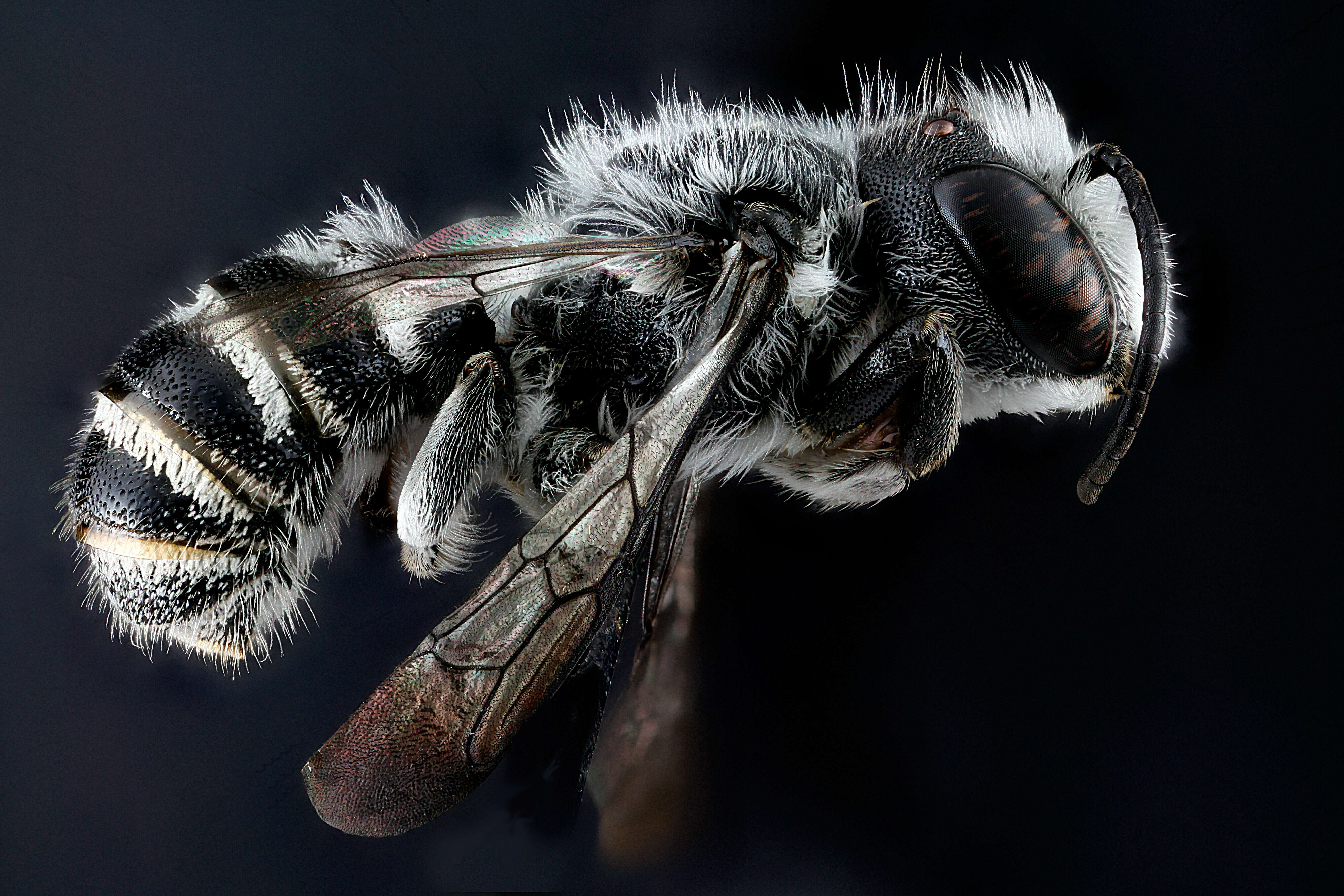 Image of Bellflower Resin Bee