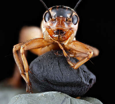 Image of Velarifictorus