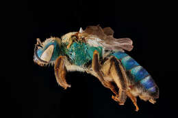 Image of Agapostemon splendens (Lepeletier 1841)