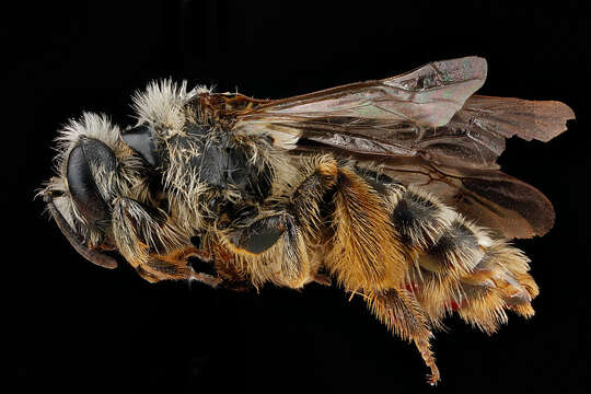 Image of Andrena gardineri Cockerell 1906