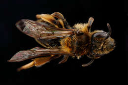 Image of Andrena nigrihirta (Ashmead 1890)