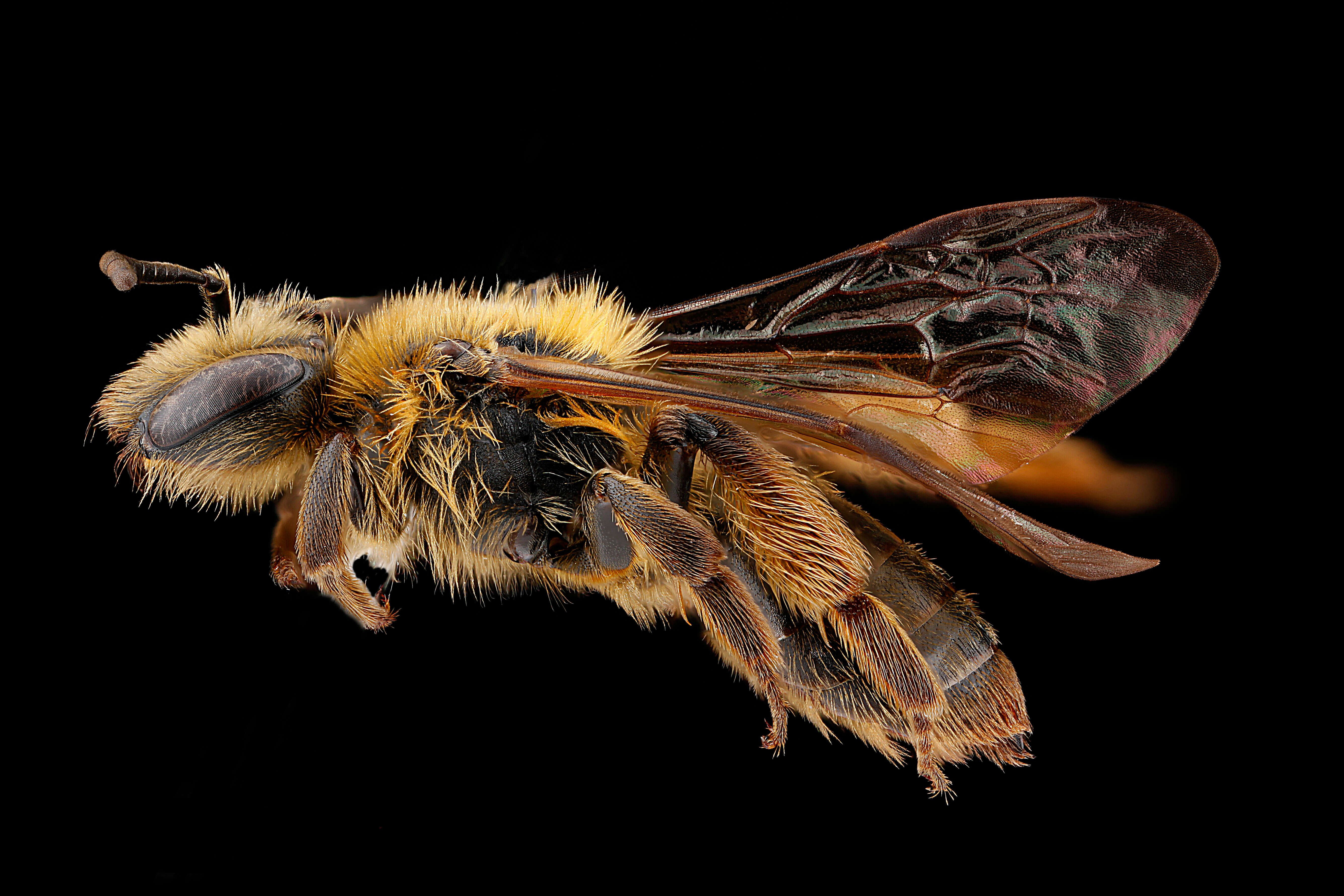 Image of Andrena nigrihirta (Ashmead 1890)