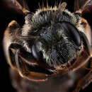 Image of Virginia Andrena