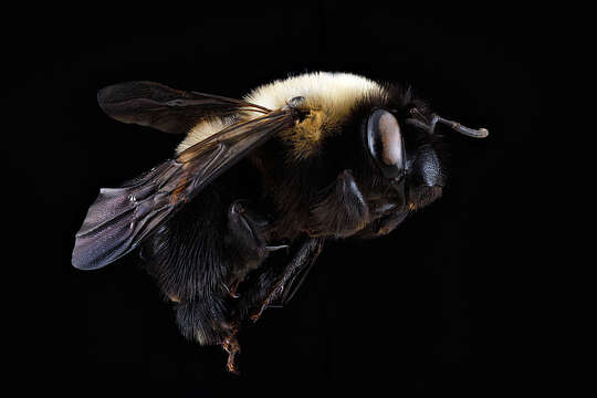 Image of Blueberry Habropoda