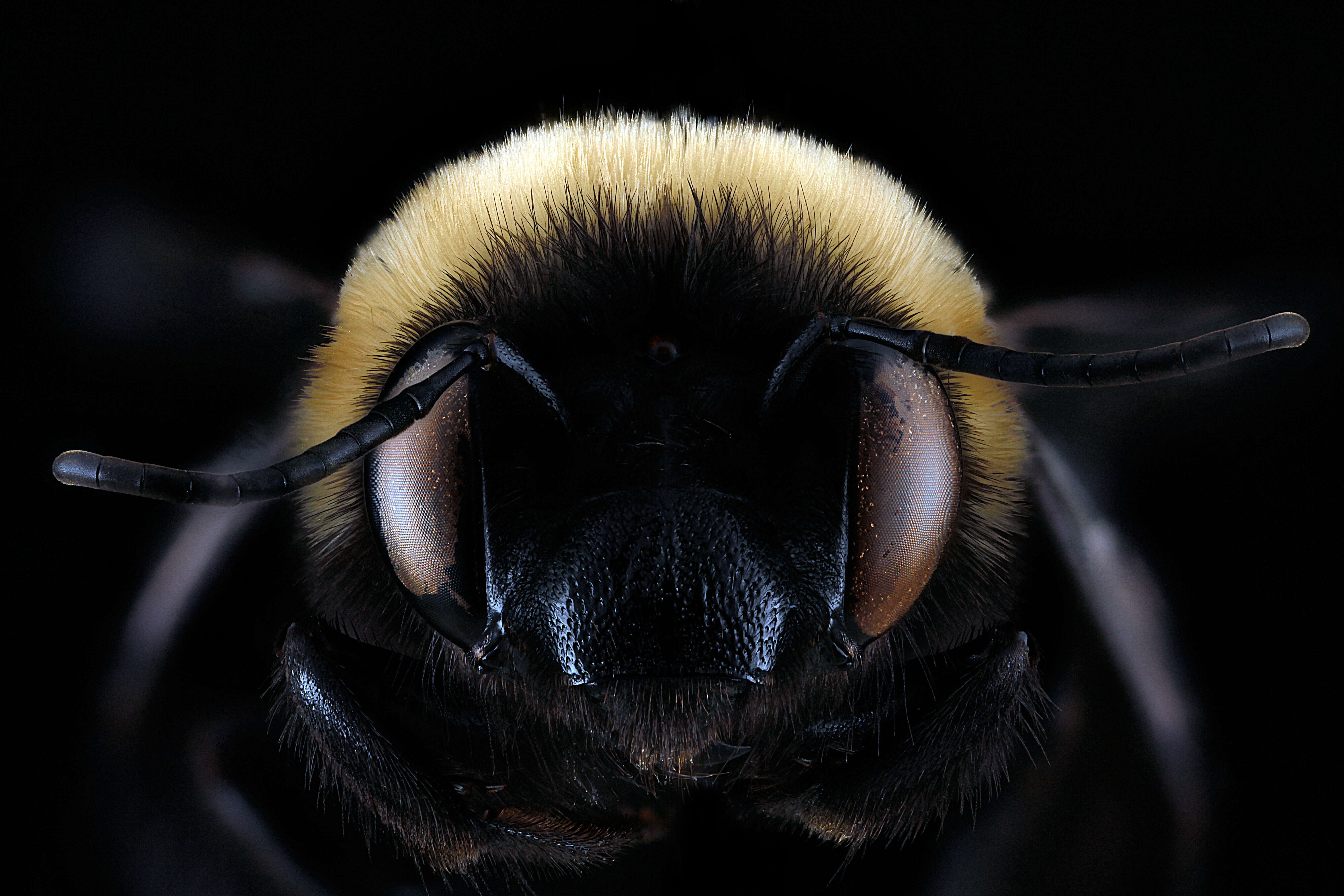 Image of Blueberry Habropoda