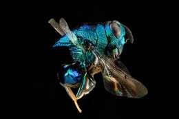 Image of Chalcid wasp