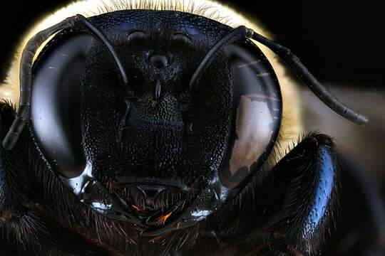 Image of Eastern Carpenter Bee