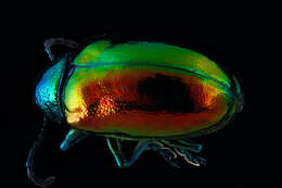 Image of Dogbane Beetle