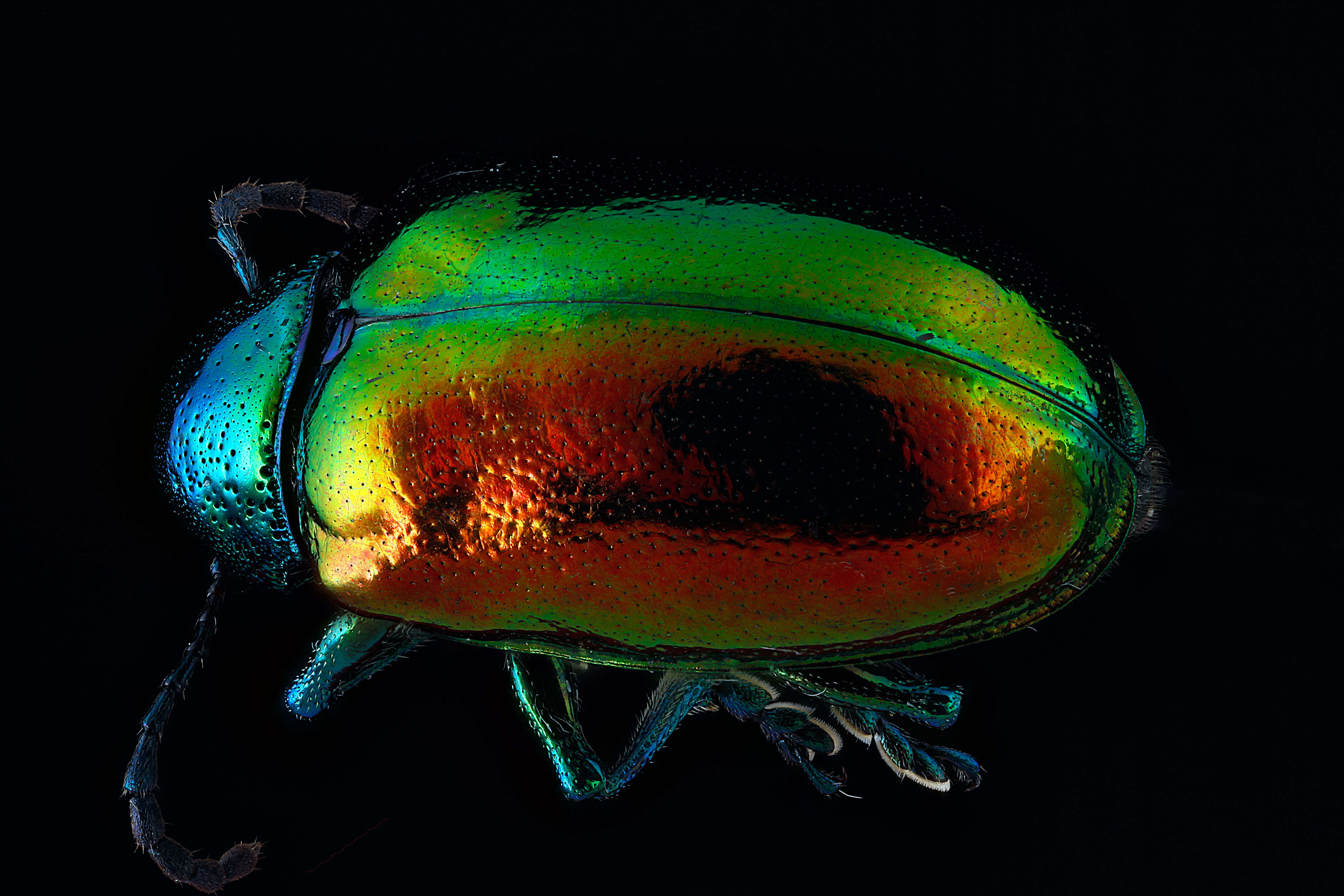 Image of Dogbane Beetle