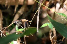 Image of Neurothemis intermedia (Rambur 1842)