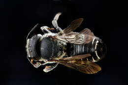 Image of Apical Leafcutter Bee