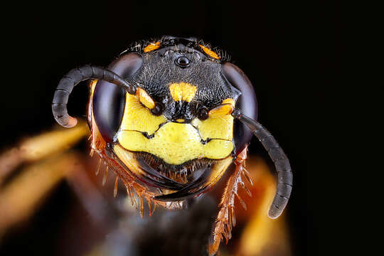 Philanthus gibbosus (Fabricius 1775)的圖片