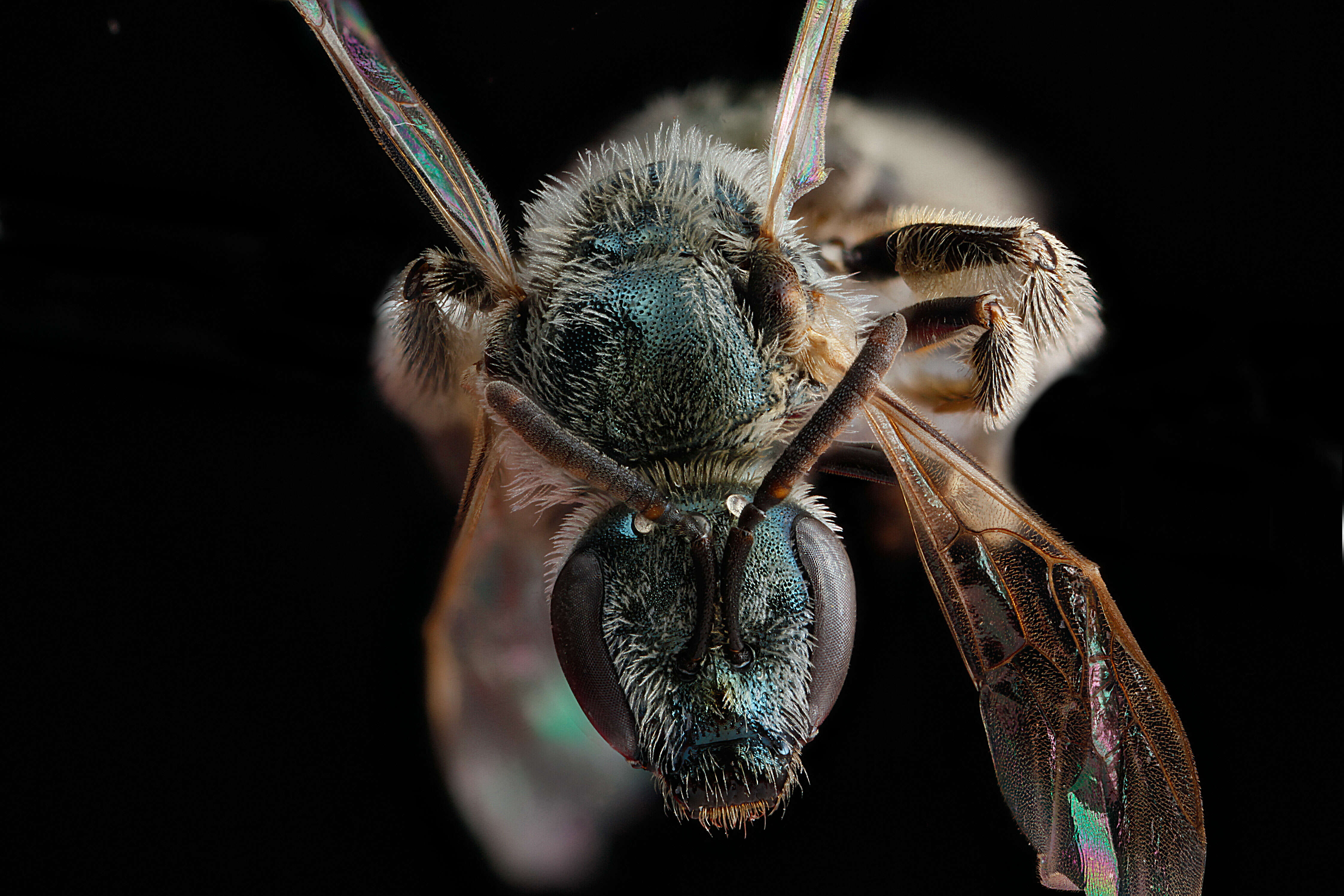 Image of Lasioglossum marinum (Crawford 1904)